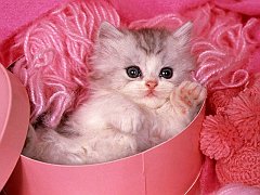 Soft and Cuddly